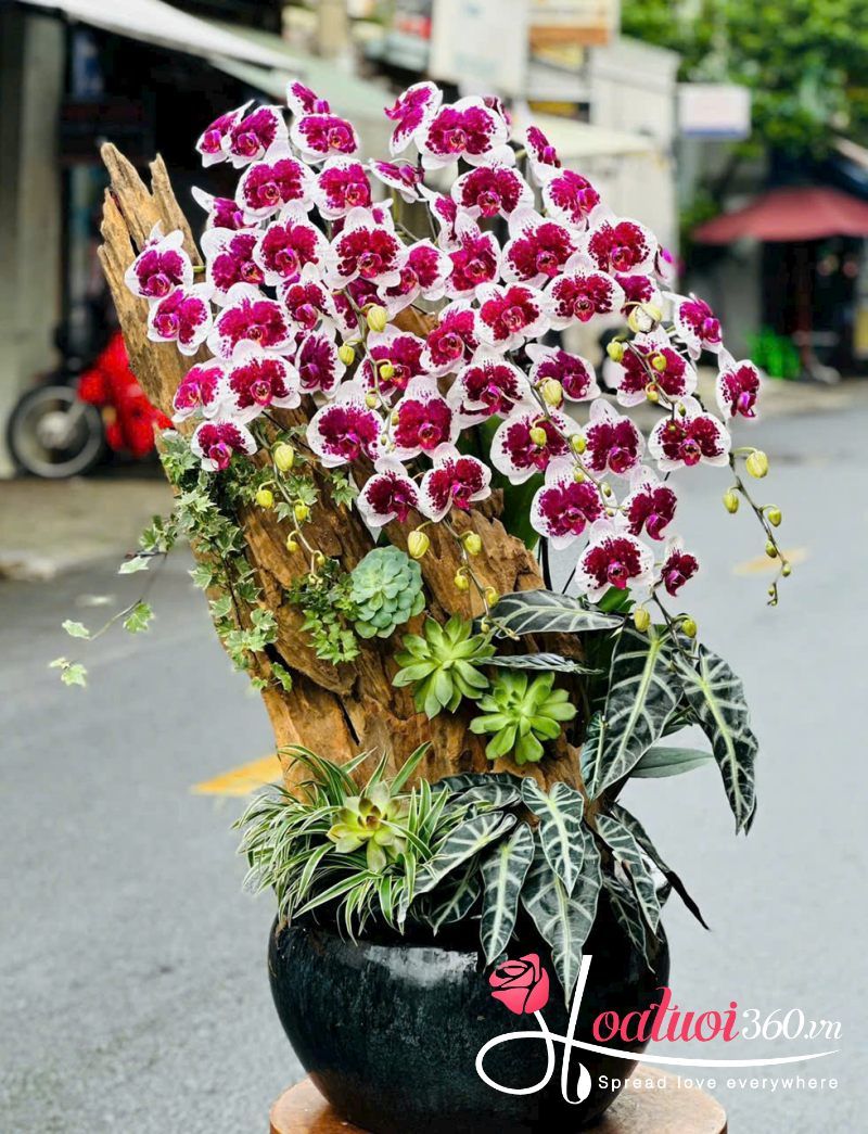 chậu lan hồ điệp tím đột biến 7 cành