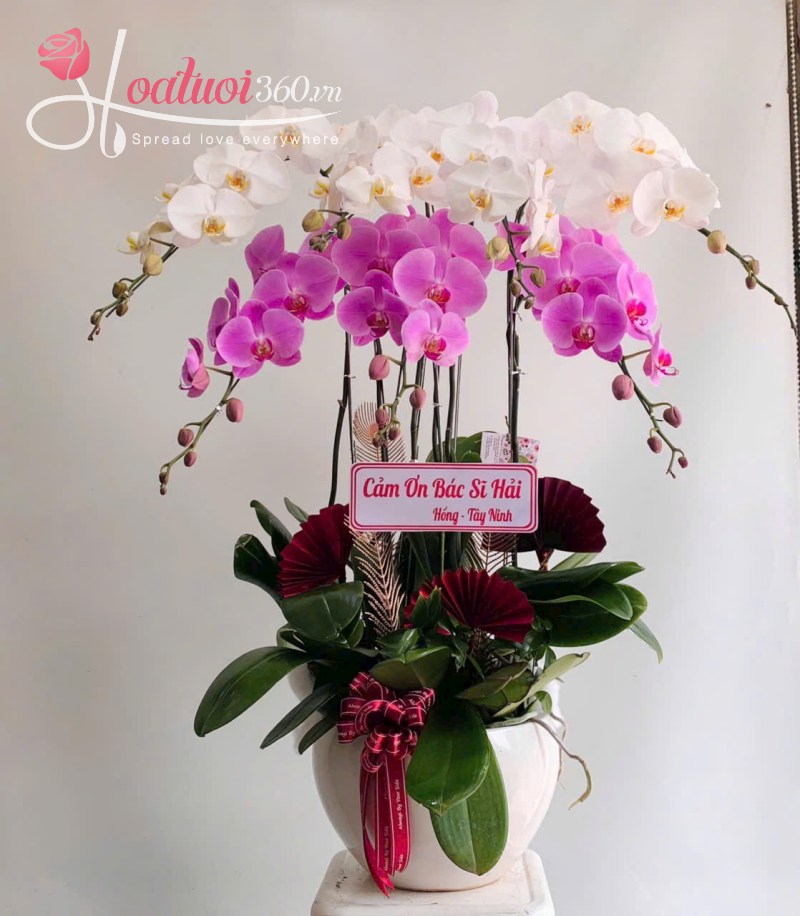 chậu lan hồ điệp tím trắng 7 cành