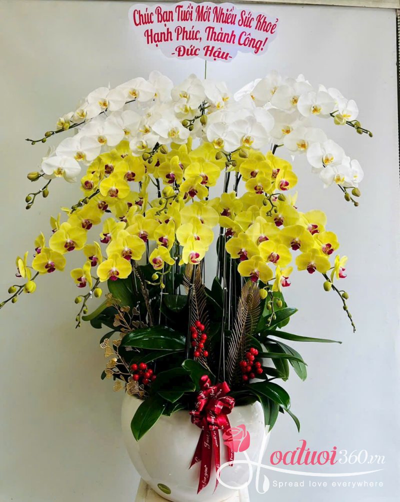 chậu lan hồ điệp 15 cành trắng vàng