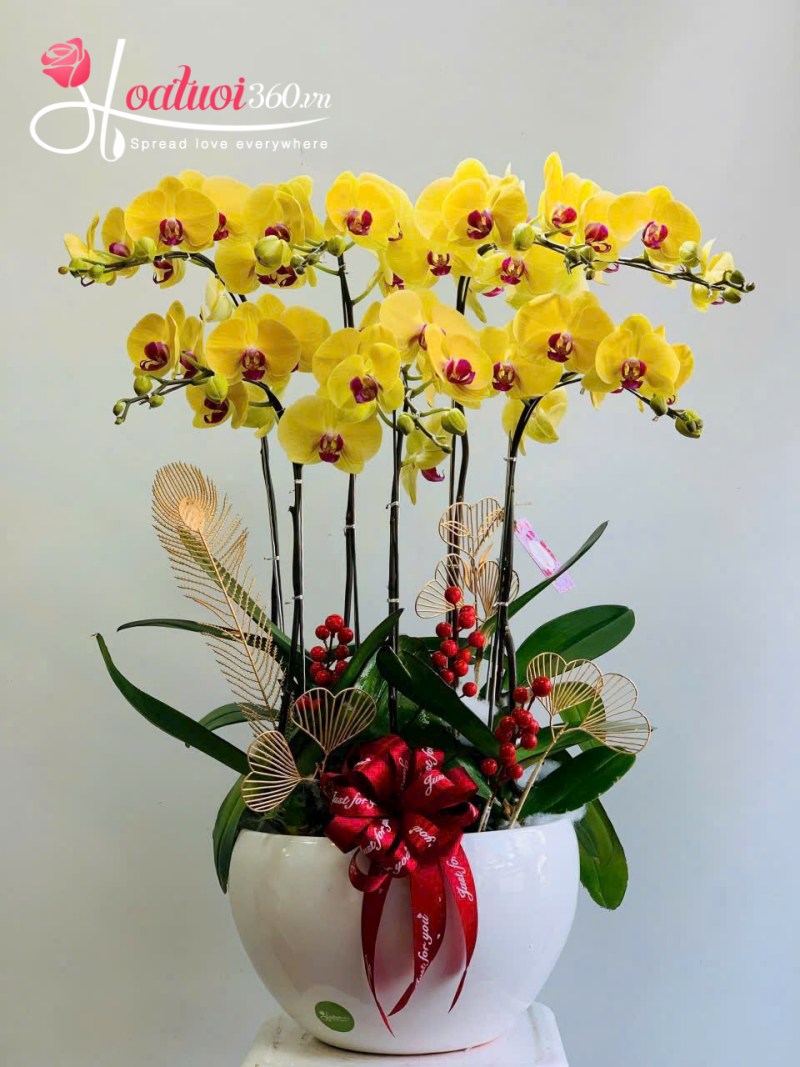chậu lan hồ điệp vàng 7 cành