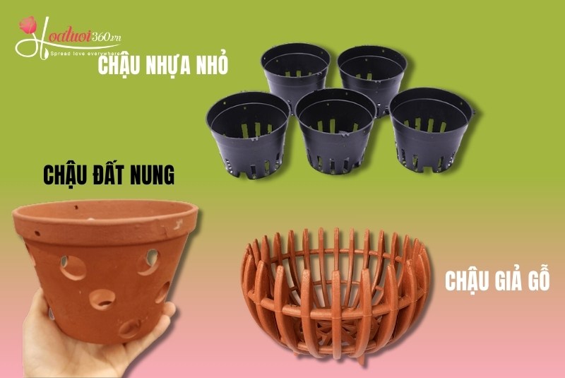 chuẩn bị chậu trồng lan hồ điệp sau tết