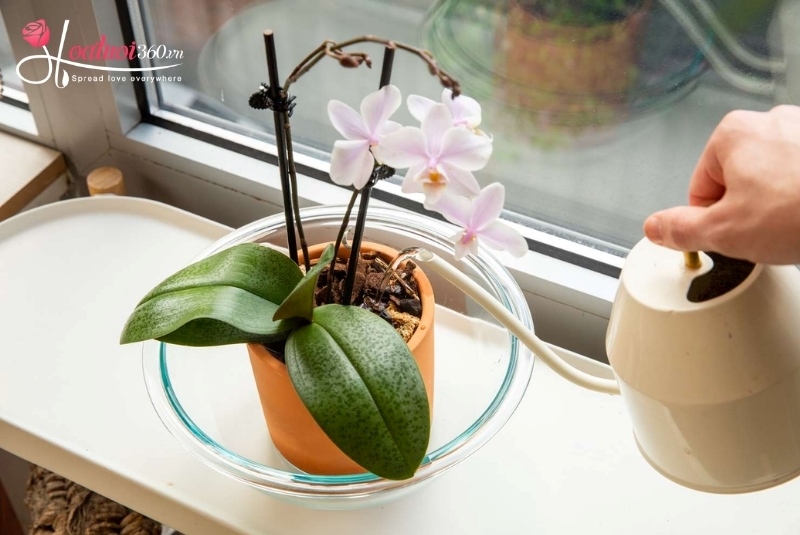 cách tưới nước cho cây lan hồ điệp