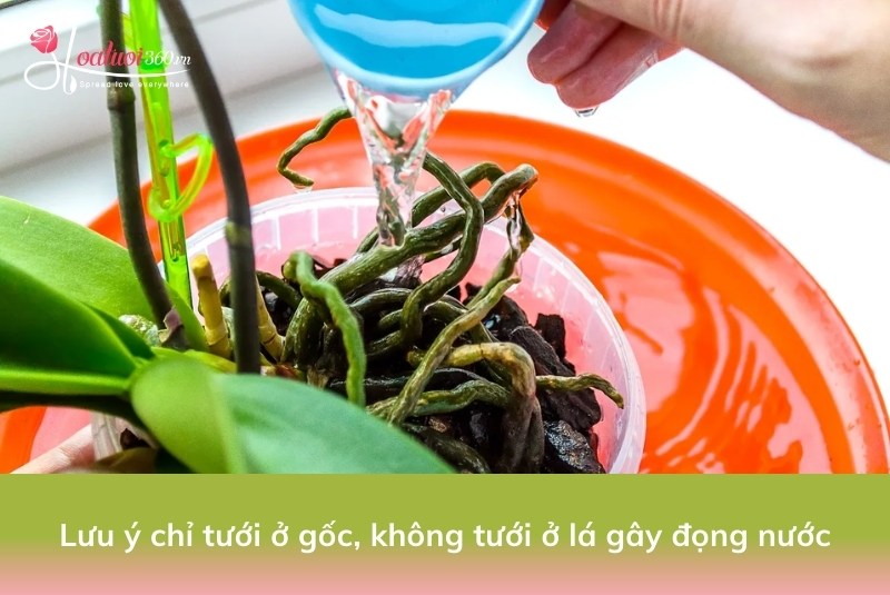 Chế độ tưới nước cho cây lan