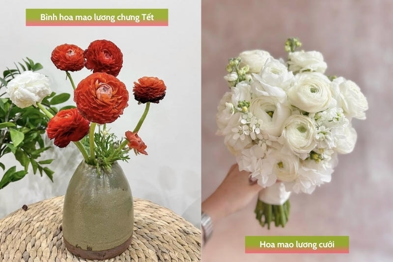 Công dụng của hoa mao lương