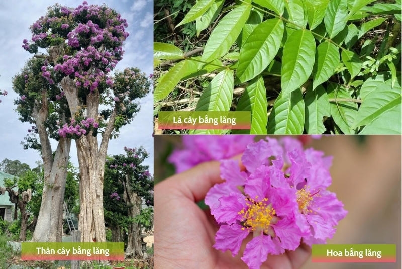 Đặc điểm cây hoa bằng lăng