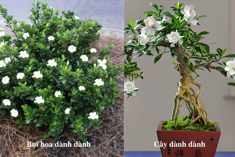 Đặc điểm hình thái của hoa dành dành