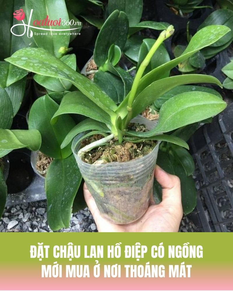 Cho cây lan hồ điệp làm quen với môi trường mới