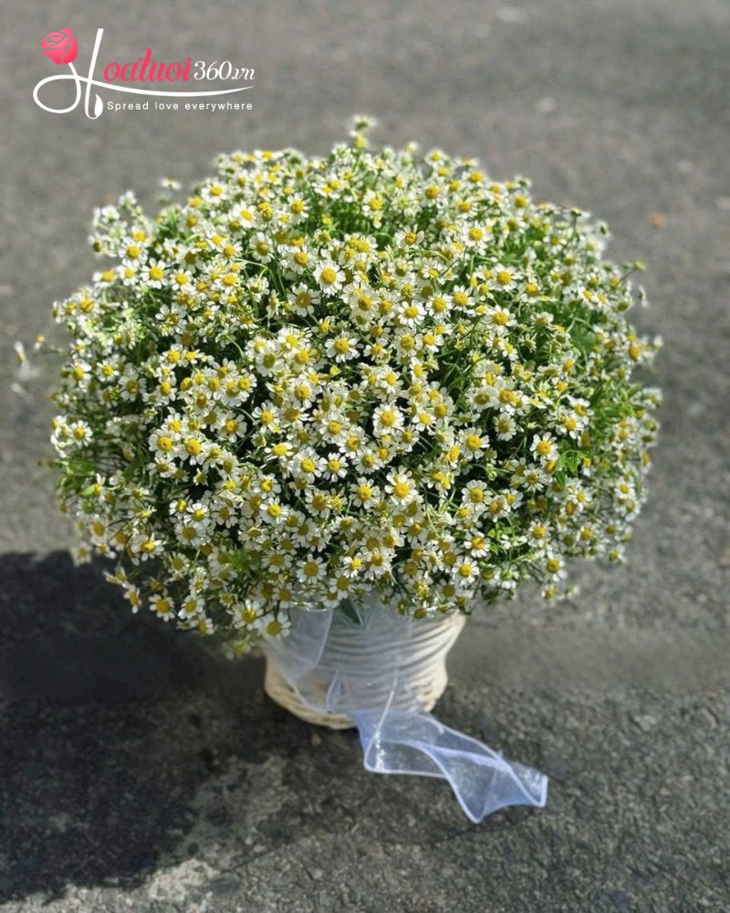 gio hoa cúc họa mi tặng 20/10