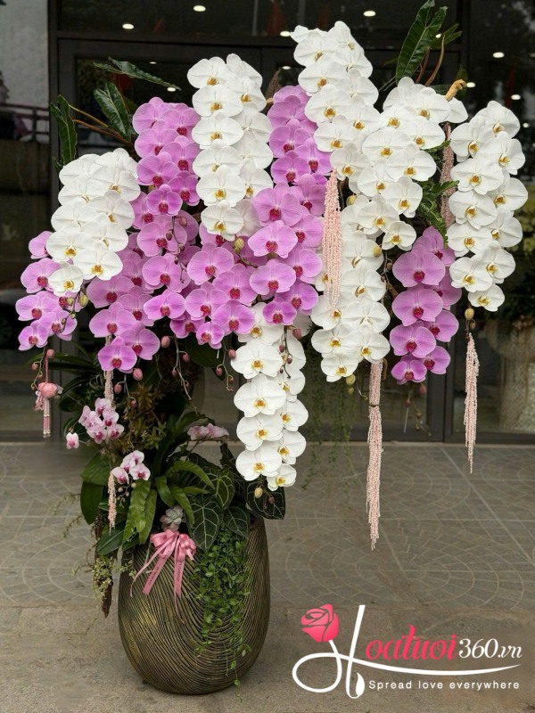 Chậu lan hồ điệp vip 15 cành - Hợp tác thành công