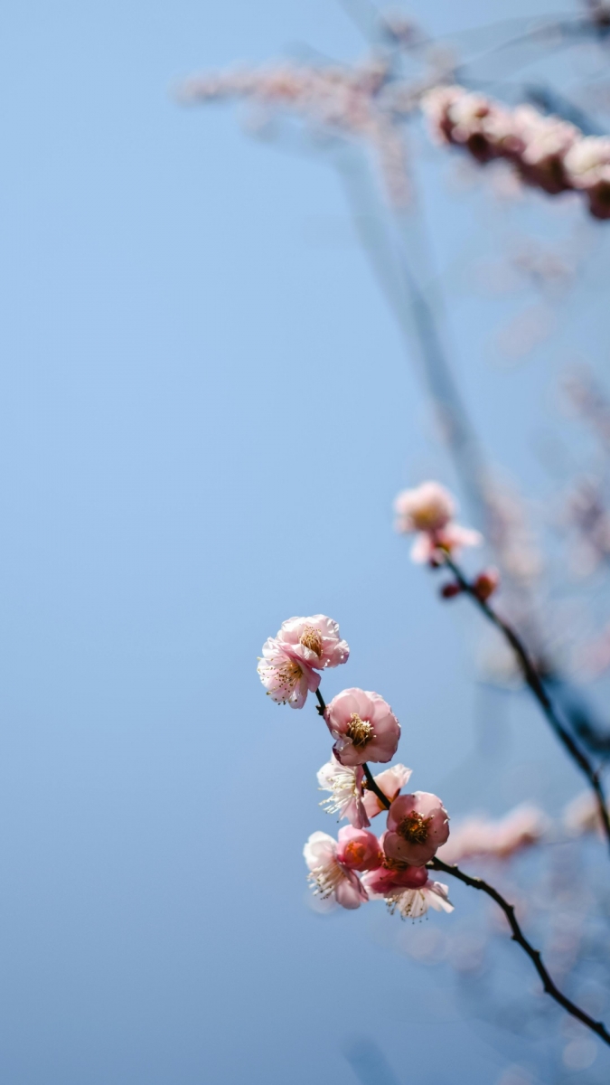 Hình ảnh hoa đào ngày tết