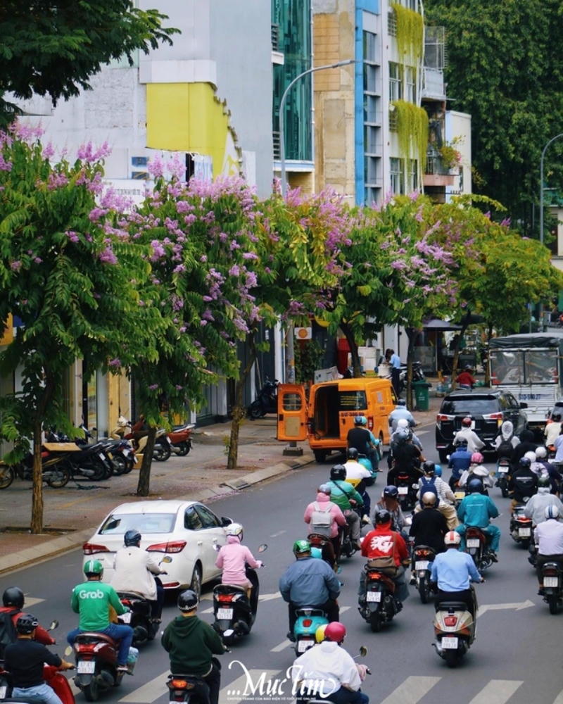 hình ảnh hoa bằng lăng