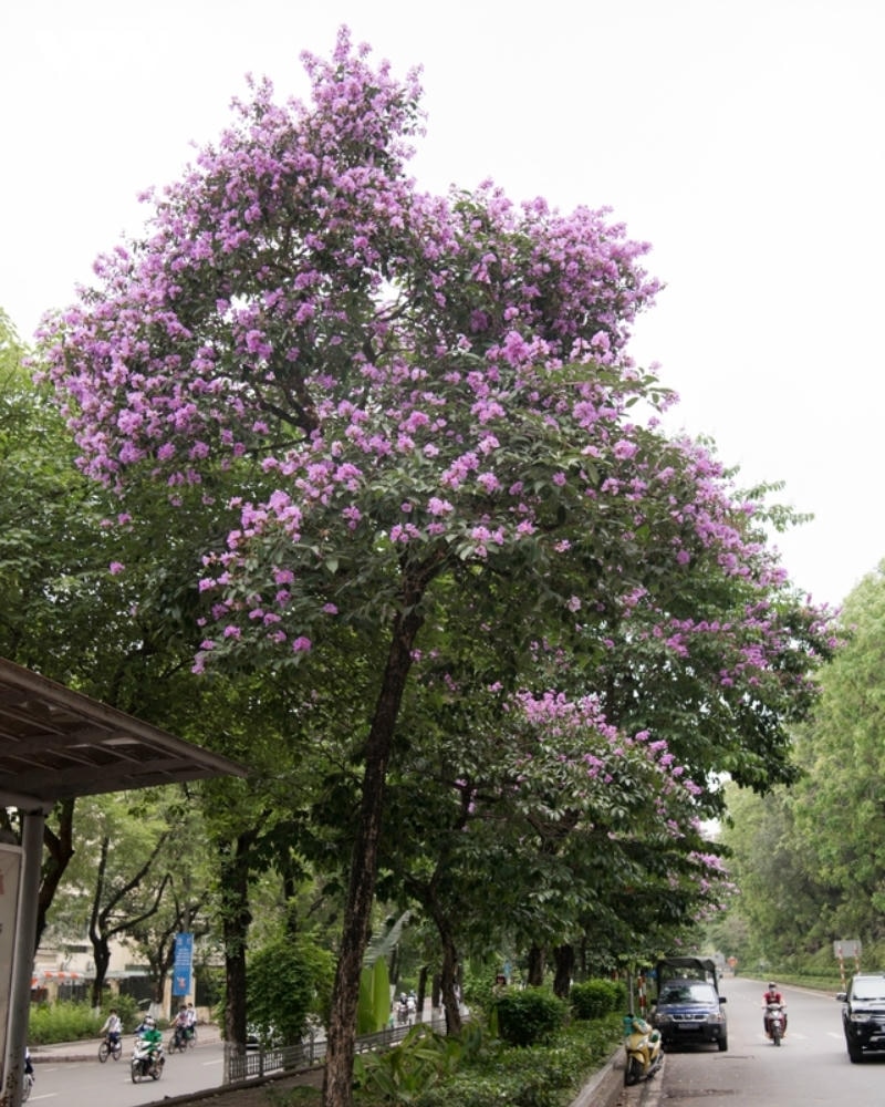 ảnh cây hoa bằng lăng