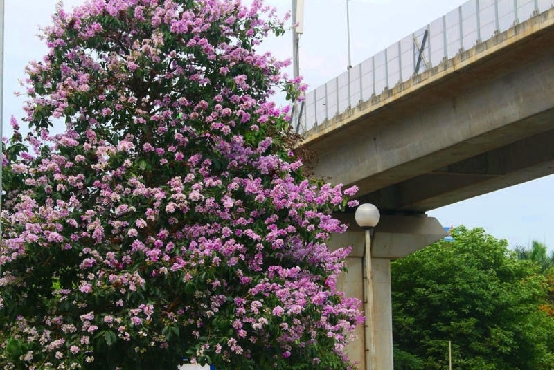 cây hoa bằng lăng đẹp