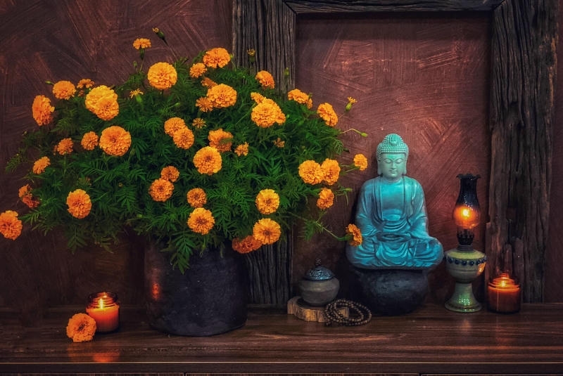 hình ảnh hoa cúc vạn thọ