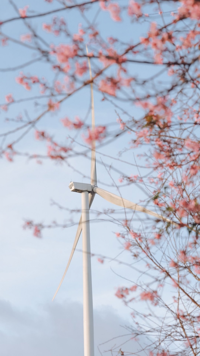 Hình ảnh hoa đào đẹp nhất cho smartphone 