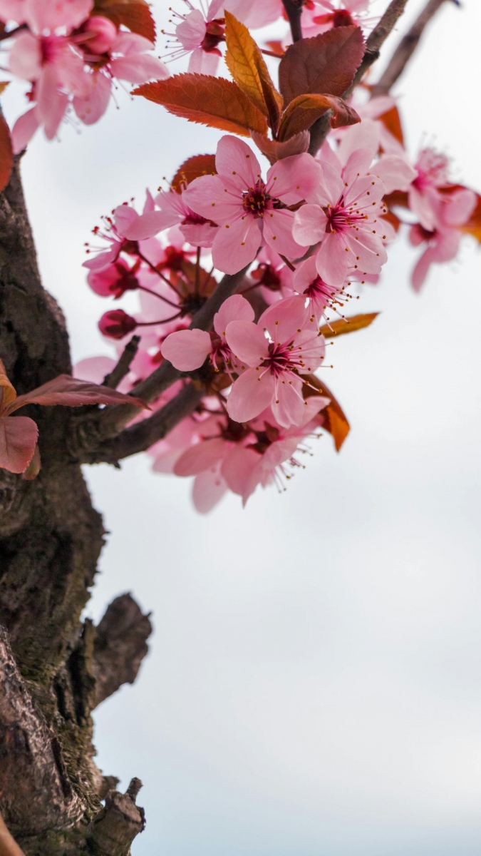 Hình ảnh hoa đào đẹp nhất cho smartphone cận cảnh