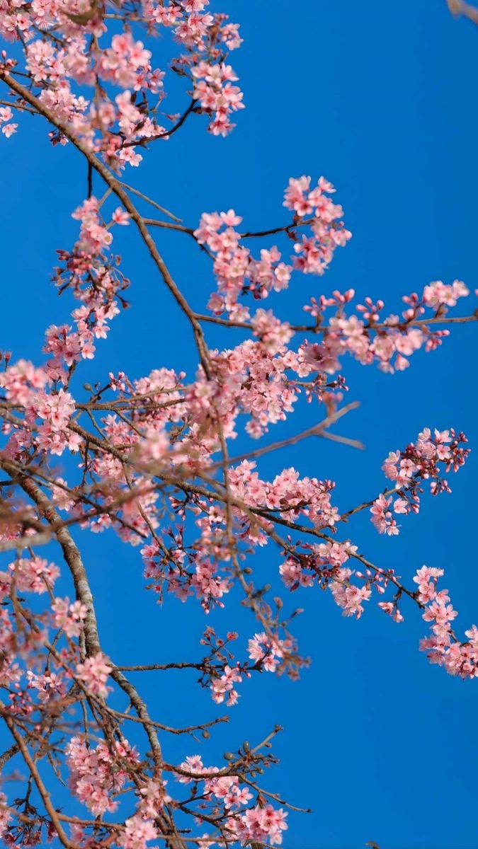 Hình ảnh hoa đào đẹp cho smartphone