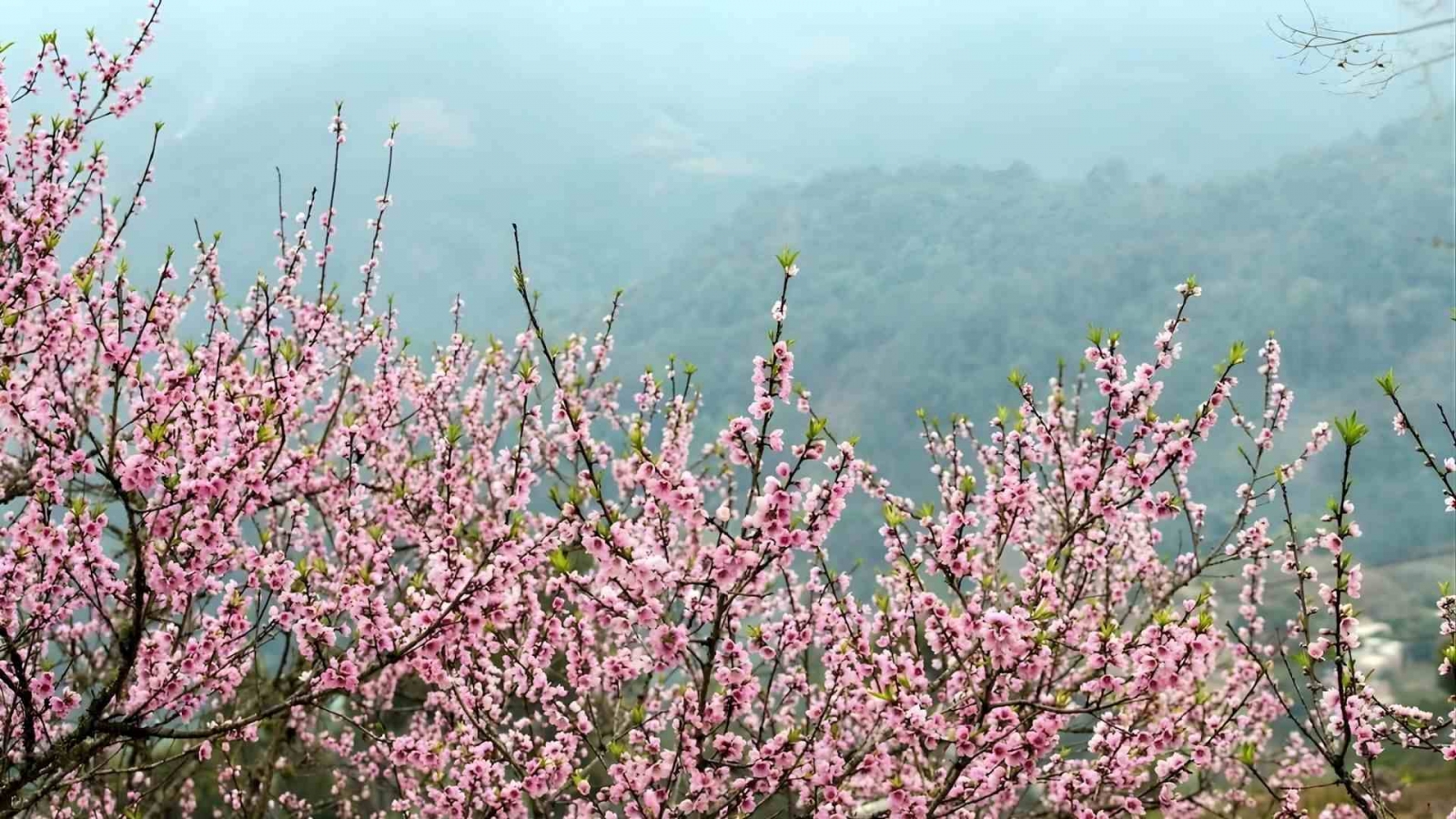 Hình nền hoa đào phong cách tây bắc cho máy tính