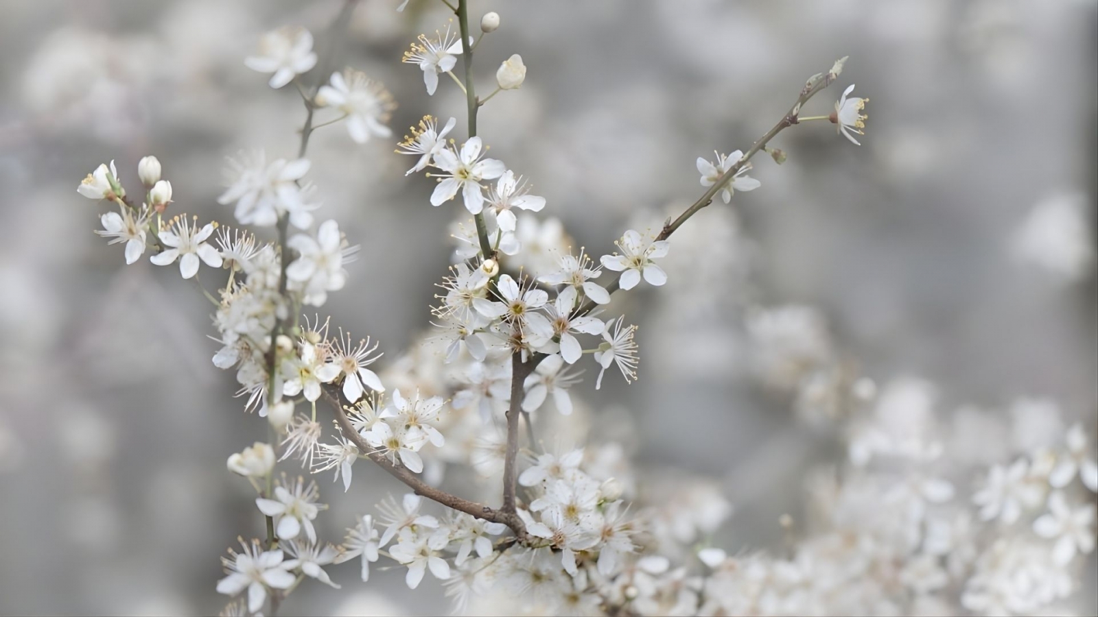 ảnh nền hoa đào trắng tinh khôi