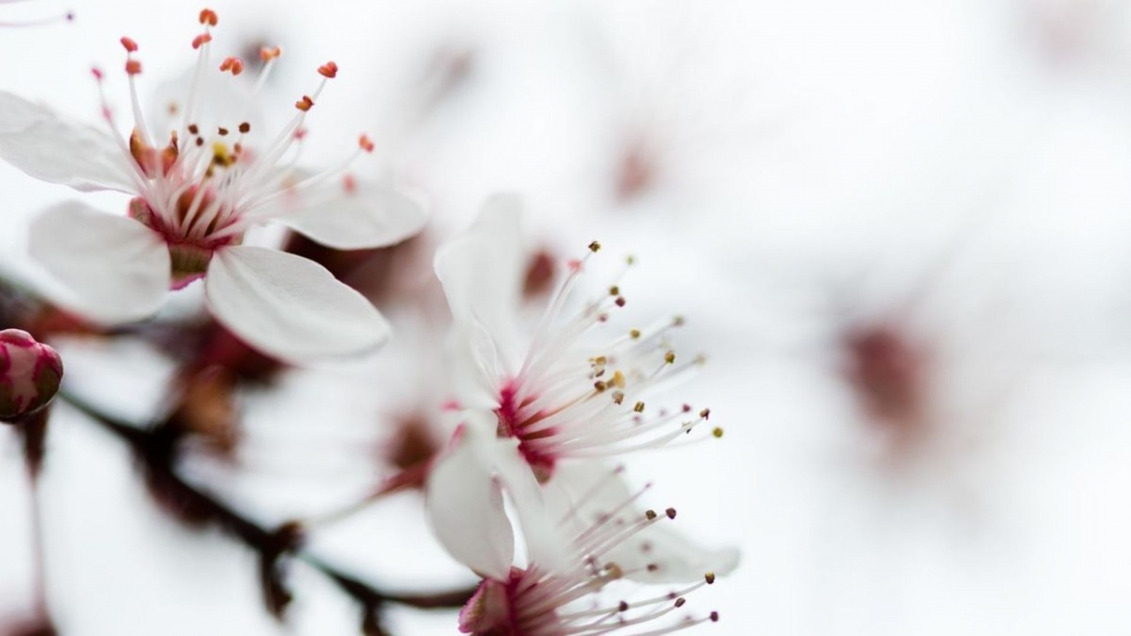 Hình nền hoa đào trắng tối giản