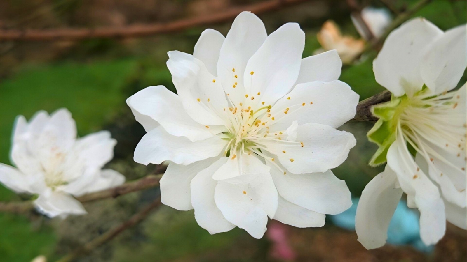 Hình nền hoa đào trắng nhiều cánh
