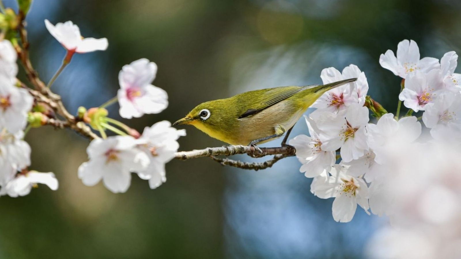 Hình nền hoa đào trắng lộng lẫy