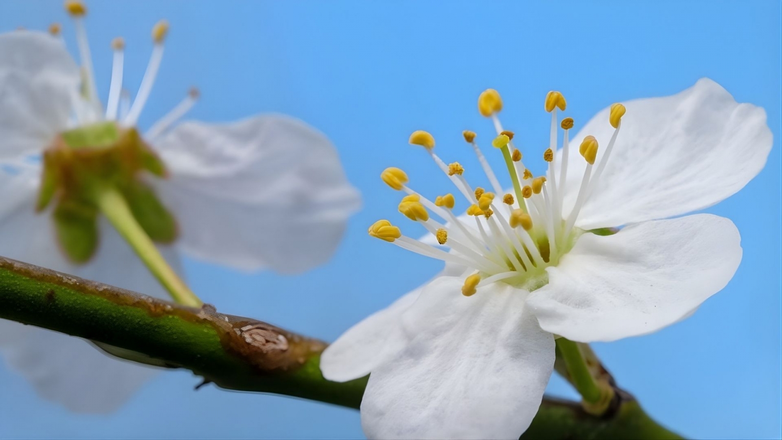 Hình nền hoa đào trắng trên nền trời xanh