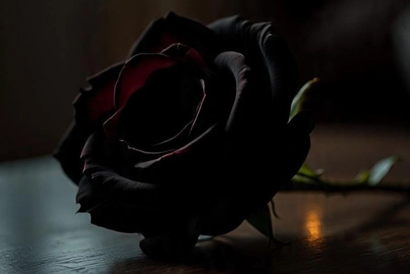 Hình ảnh cành hoa hồng đen