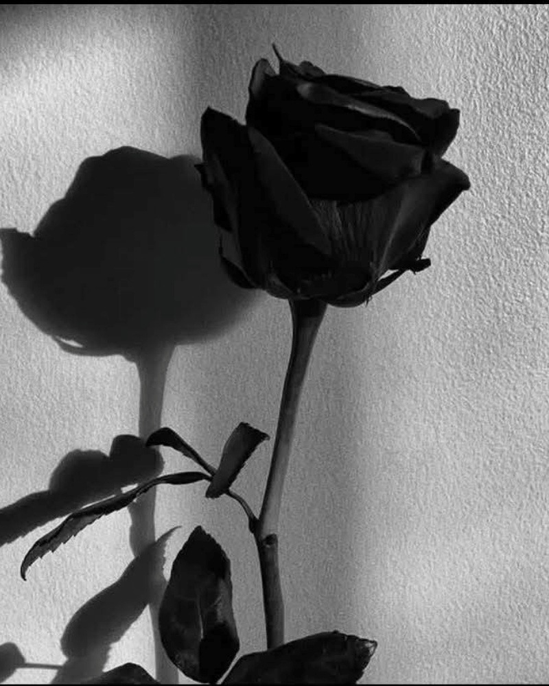 Hình ảnh hoa hồng đen phiên bản trắng đen