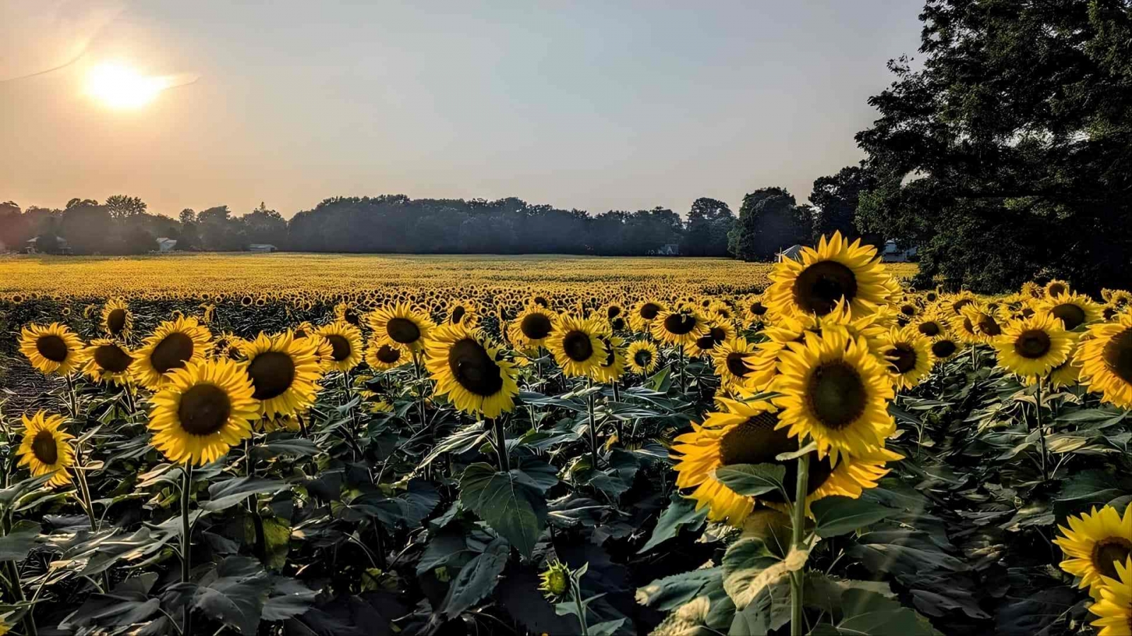 hình nền hoa hướng dương