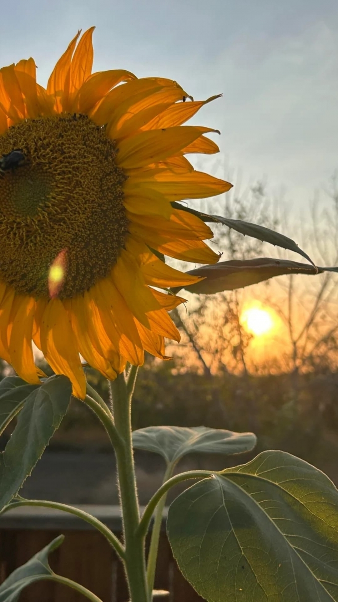 Hình nền hoa hướng dương cận cảnh