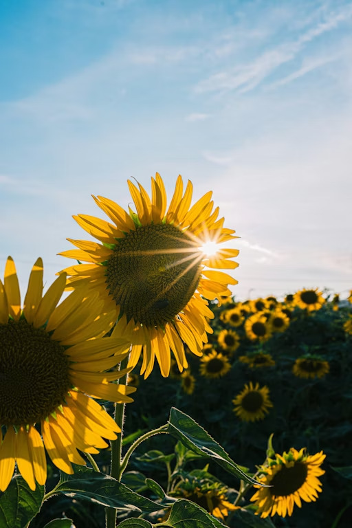 Hình nền hoa hướng dương cận cảnh