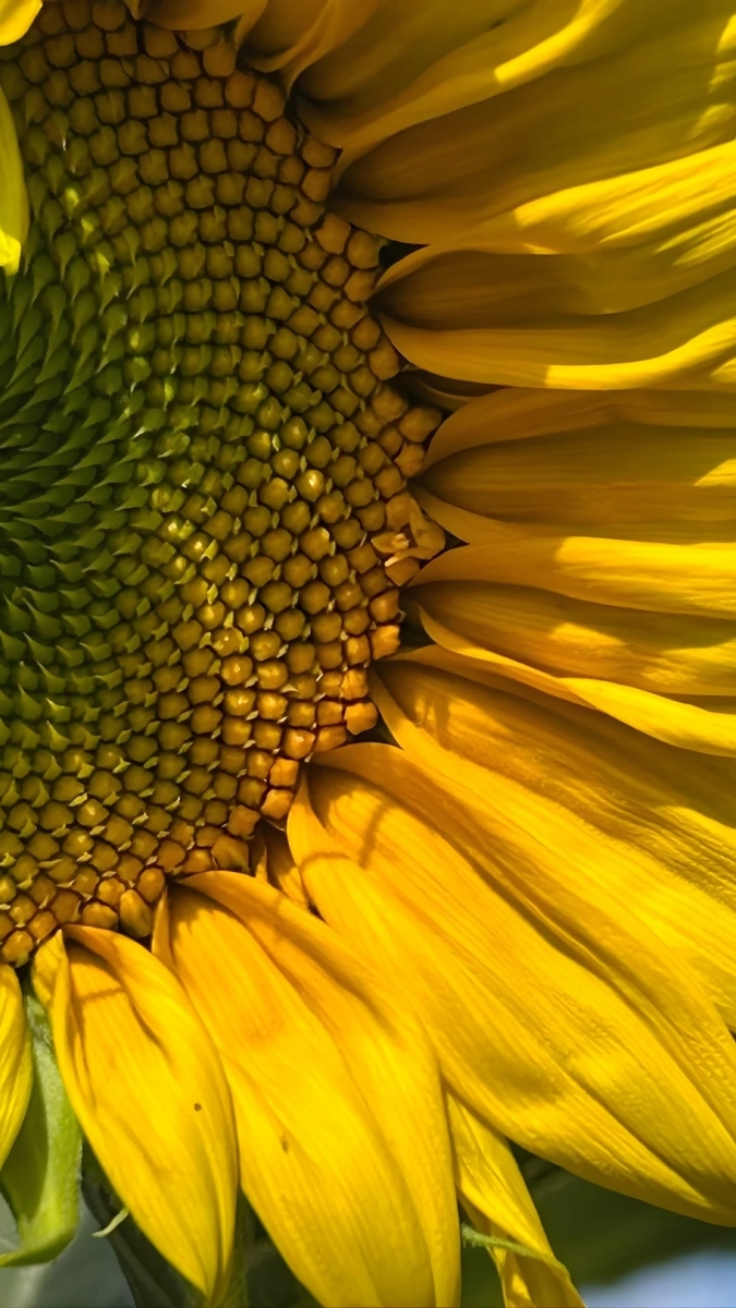 Hình nền hoa hướng dương cận cảnh