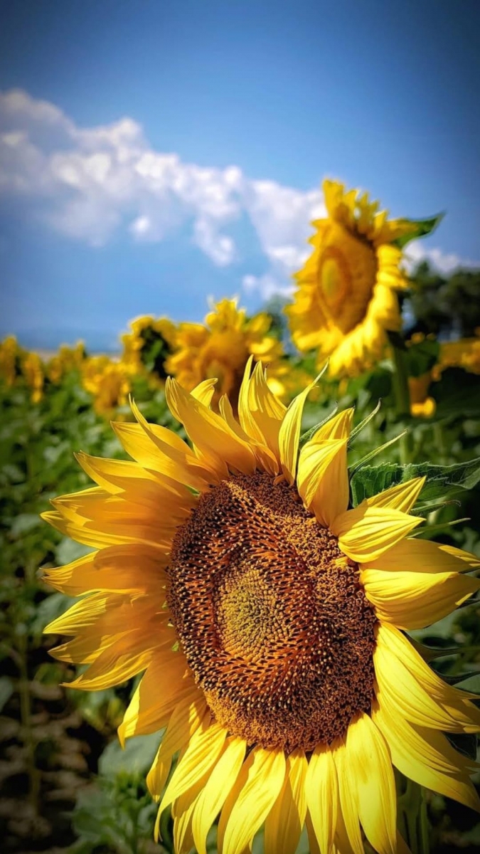 Hình nền hoa hướng dương cận cảnh