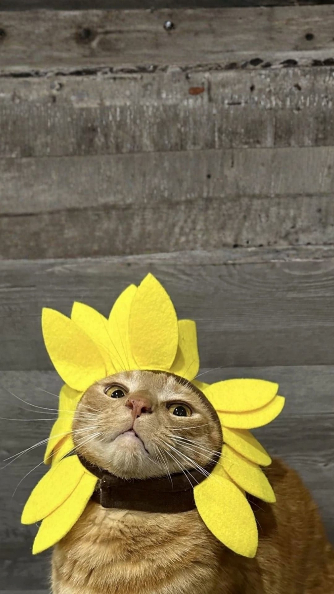 Hình nền hoa hướng dương cute