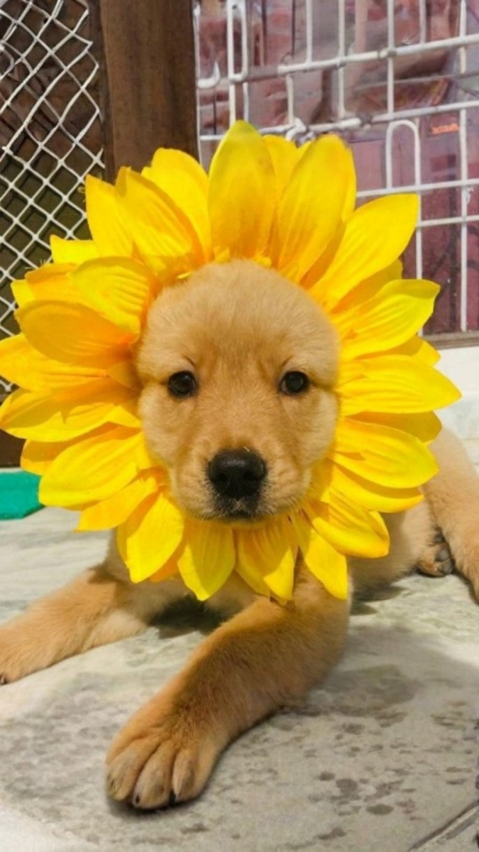 Hình nền hoa hướng dương cute