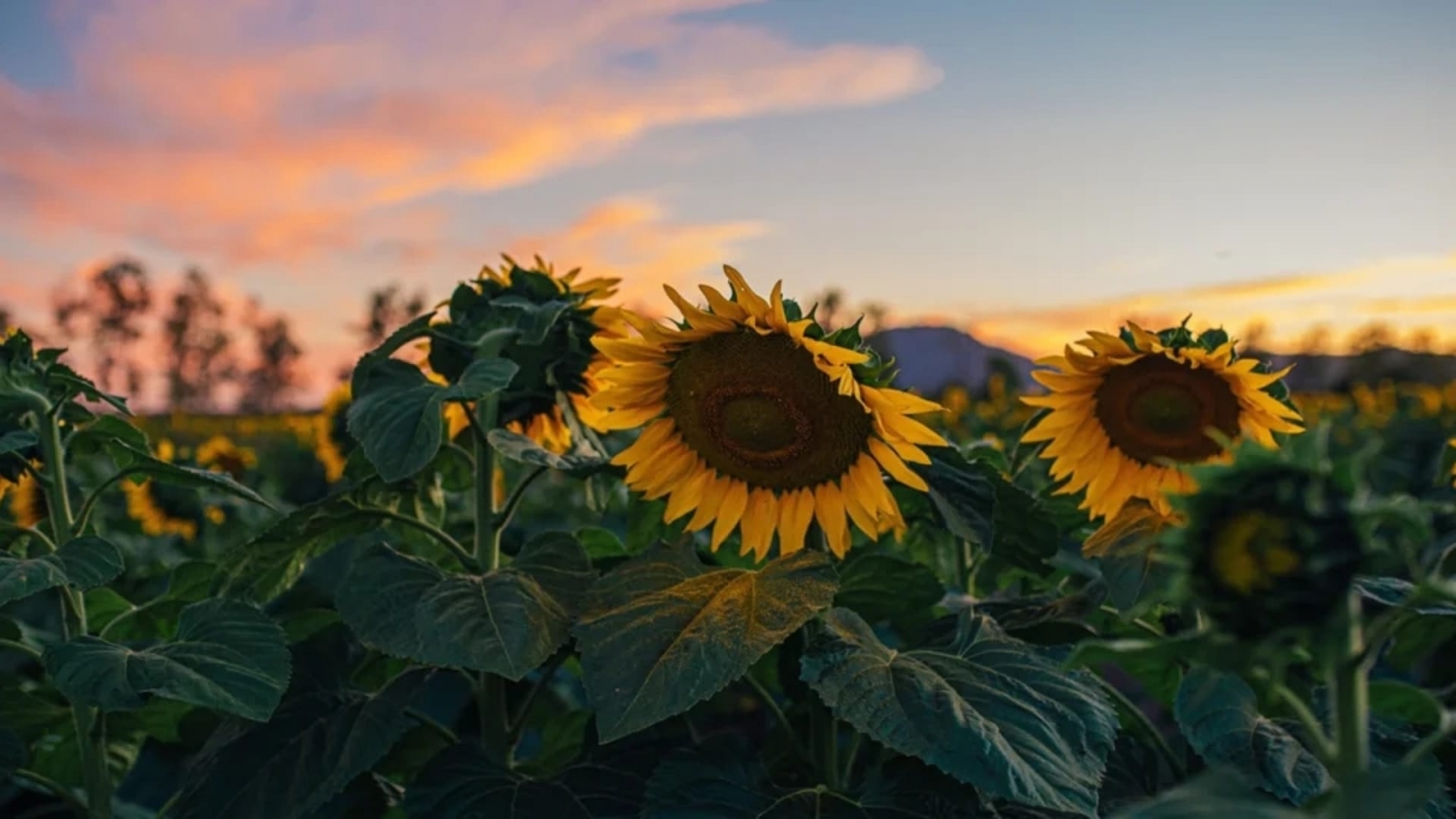 Hình nền hoa hướng dương khi hoàng hôn