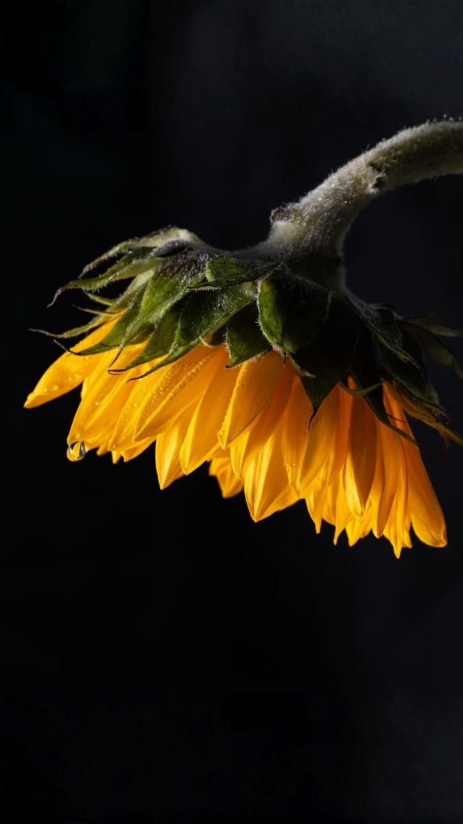 Hình nền hoa hướng dương tâm trạng