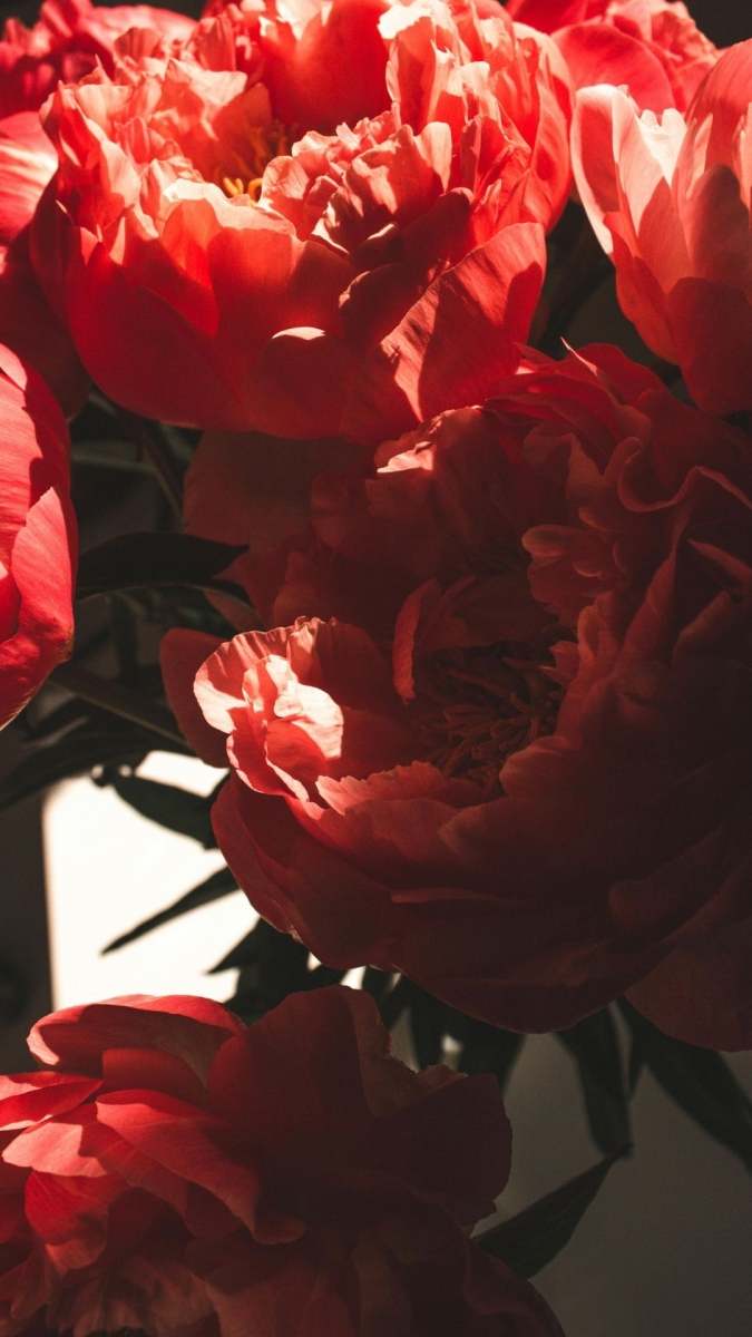 Hình nền hoa mẫu đơn đỏ