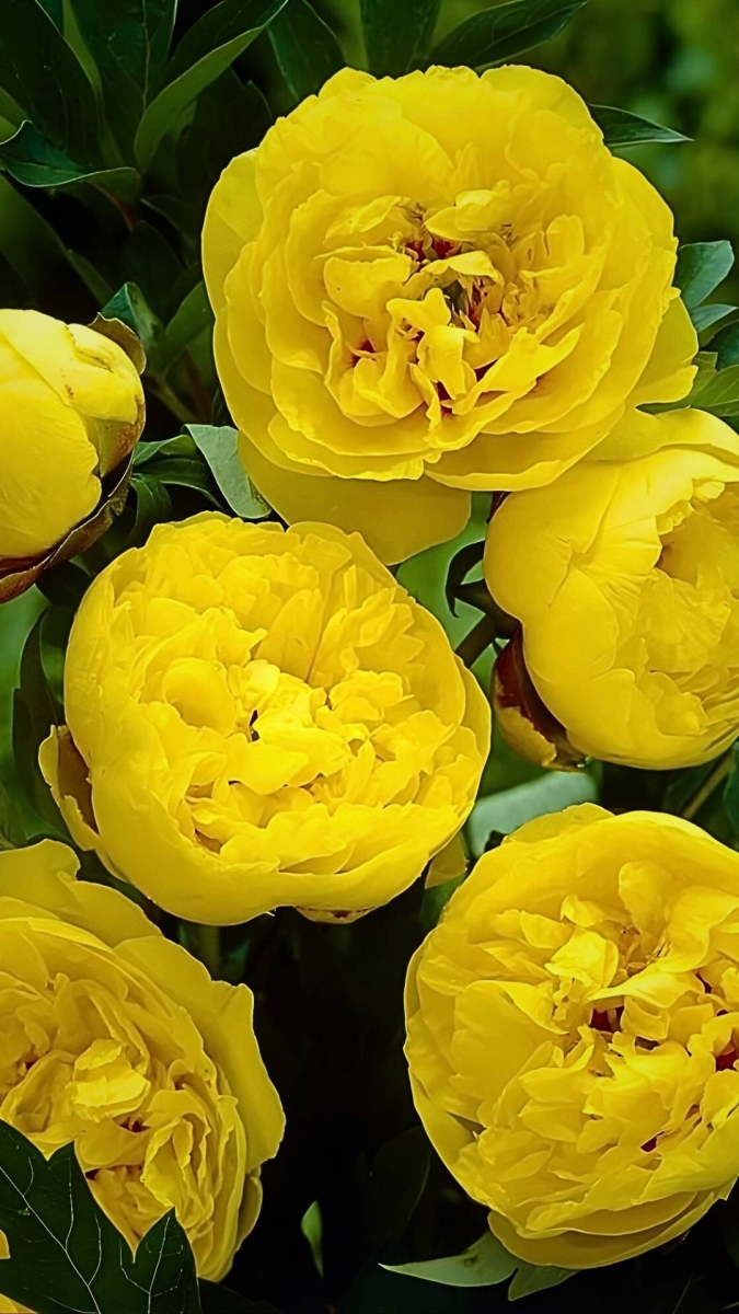 Hình nền hoa mẫu đơn thu hút tài lộc