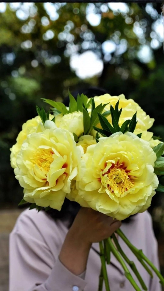 Hình nền hoa mẫu đơn thu hút tài lộc