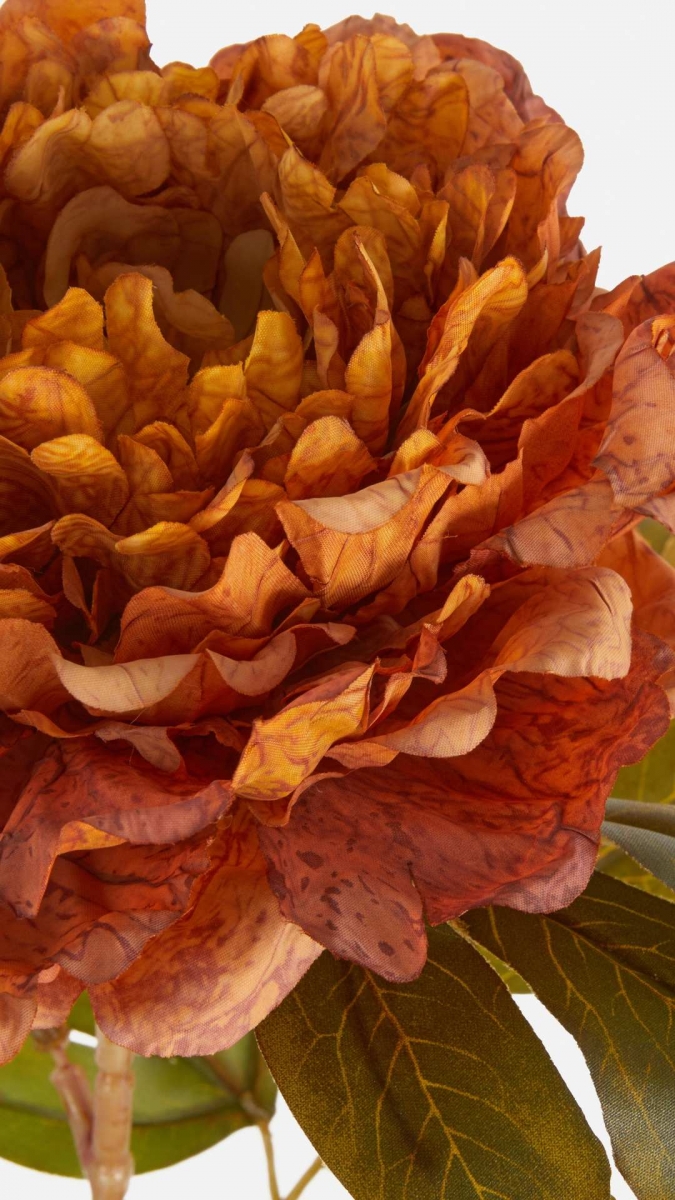 Hình nền hoa mẫu đơn thu hút tài lộc