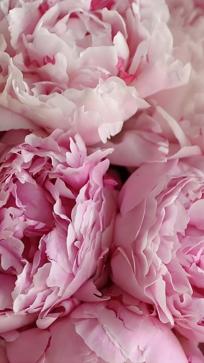 Hình nền hoa mẫu đơn cho điện thoại thoát ế