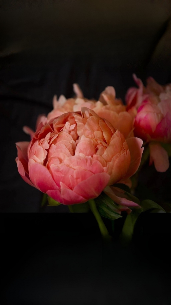 Hình nền hoa mẫu đơn cho điện thoại thoát ế