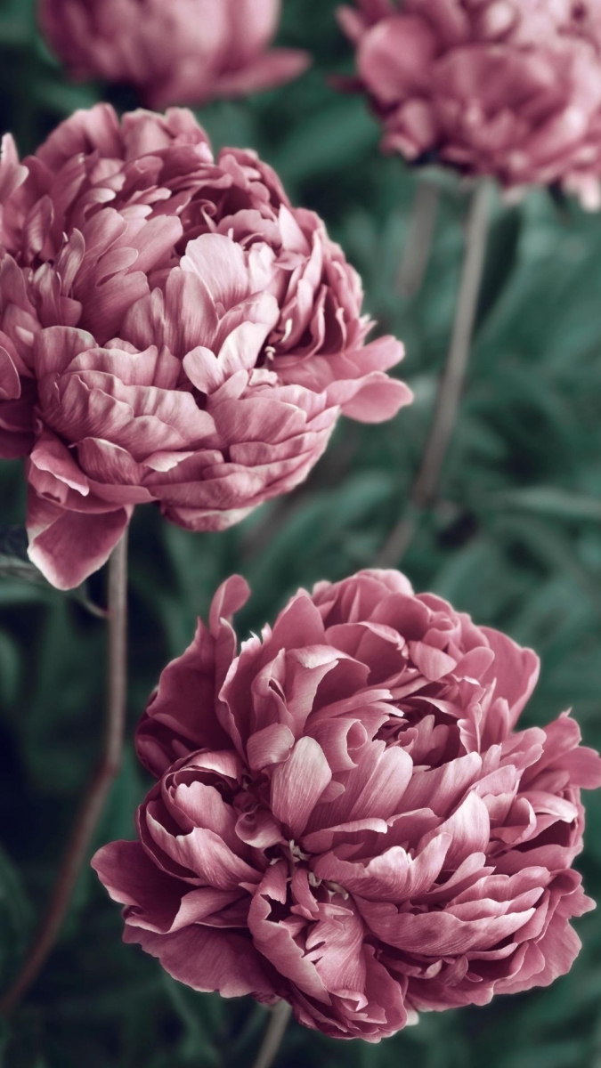 Hình nền hoa mẫu đơn tím