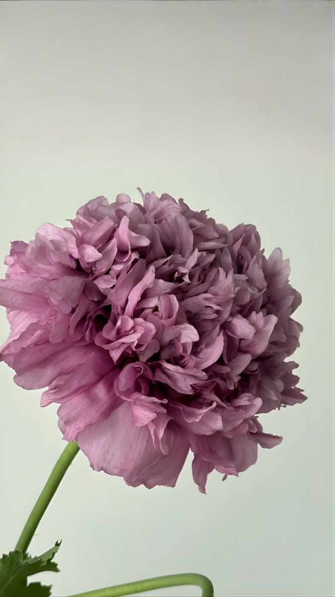 Hình nền hoa mẫu đơn tím