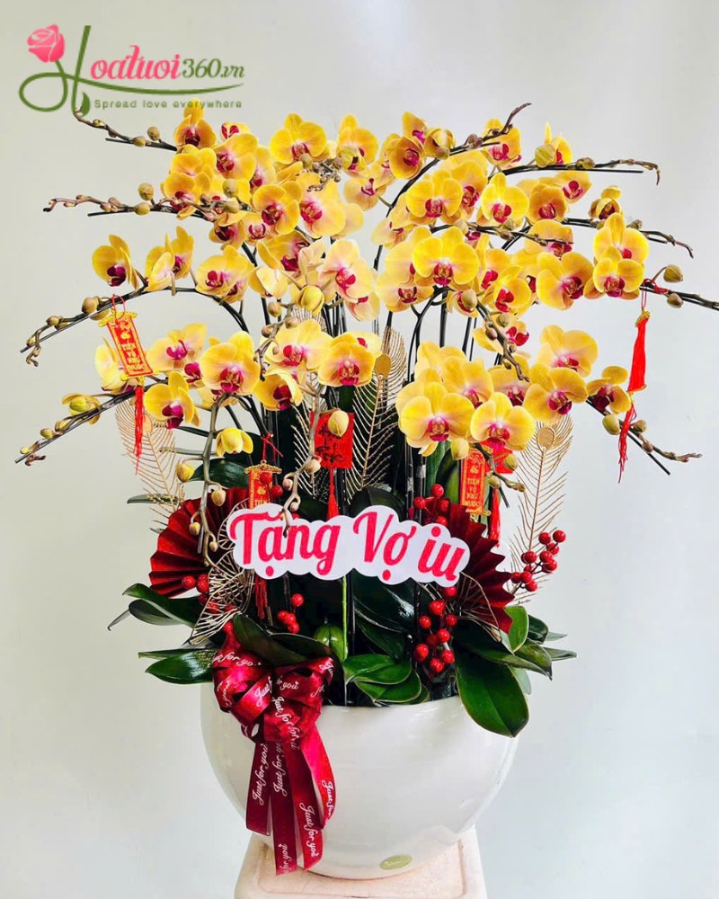 chậu lan hồ điệp tặng vợ ngày 8/3