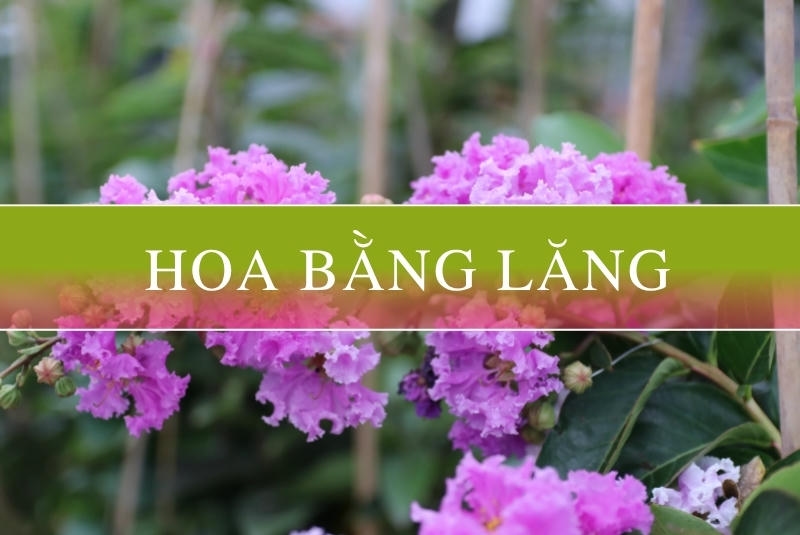 Ý nghĩa hoa bằng lăng - Sắc tím mơ màng chiều hạ