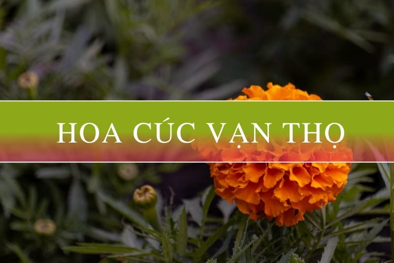 Ý nghĩa hoa cúc vạn thọ - Loài hoa đẹp ngày Tết