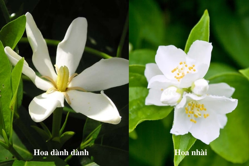 Hoa dành dành có phải hoa nhài không